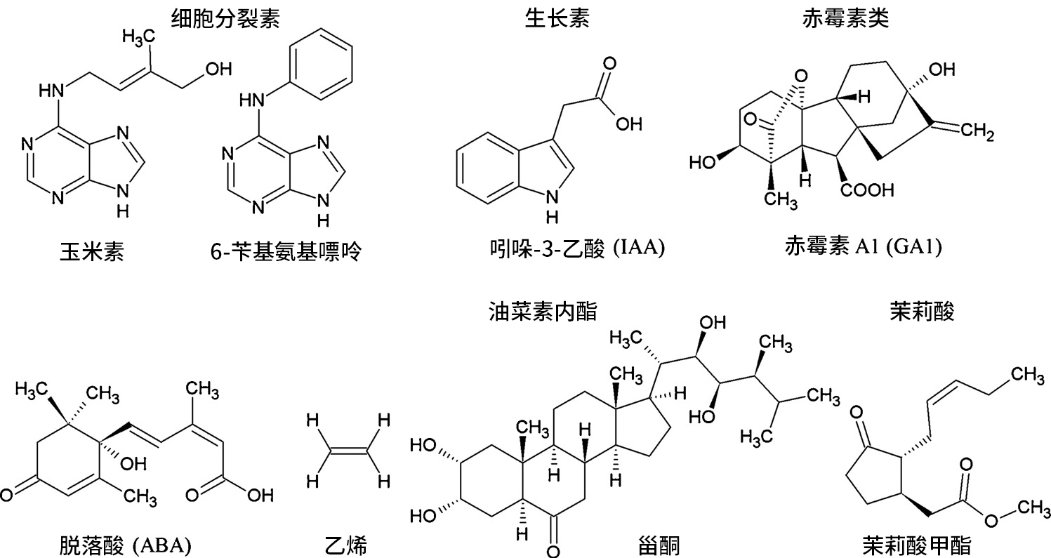 植物激素主要类群的代表结构