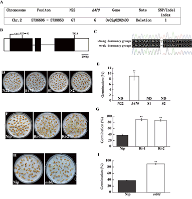 h470基因的Ill.It-map分析及转基因和等位突变体材料的种子休眠水平鉴定。